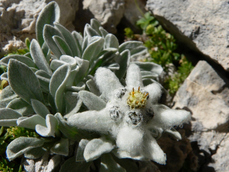 Leontopodium nivale / Stella alpina appenninica